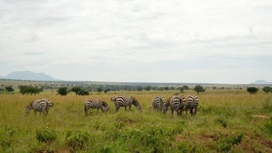 uganda-safari-costs:-what-to-budget