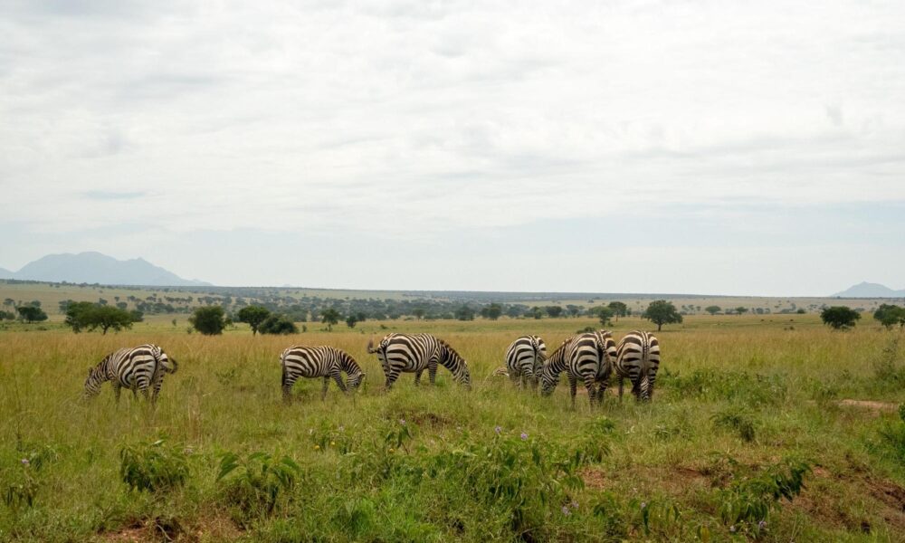 uganda-safari-costs:-what-to-budget